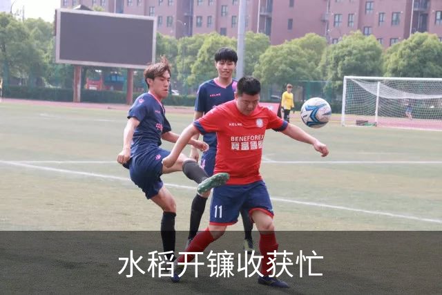 水稻开镰收获忙